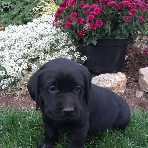 Randy, Black Labrador Retriever Puppy