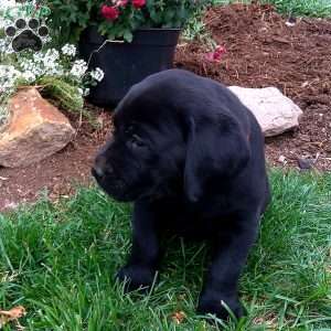 Randy, Black Labrador Retriever Puppy