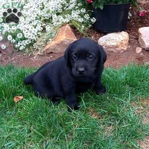 Ruby, Black Labrador Retriever Puppy