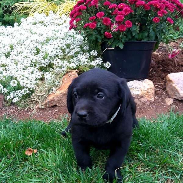 Ruby, Black Labrador Retriever Puppy