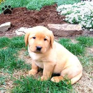 Ryan, Black Labrador Retriever Puppy