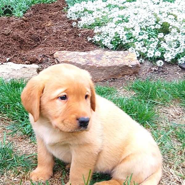 Ryan, Black Labrador Retriever Puppy