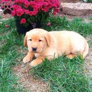 Ryan, Black Labrador Retriever Puppy