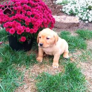 Rusty, Black Labrador Retriever Puppy