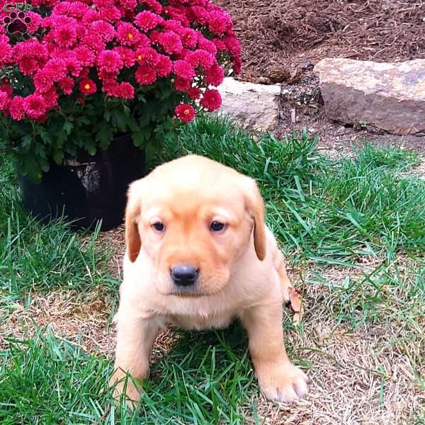 Rusty, Black Labrador Retriever Puppy