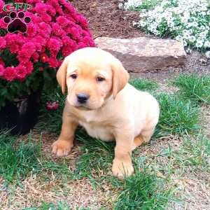 Reggie, Black Labrador Retriever Puppy