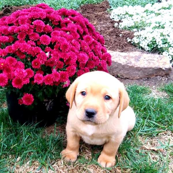 Reggie, Black Labrador Retriever Puppy