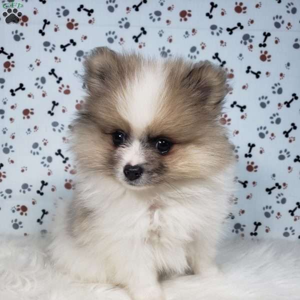 Lincoln, Pomeranian Puppy