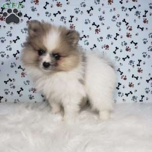 Lincoln, Pomeranian Puppy