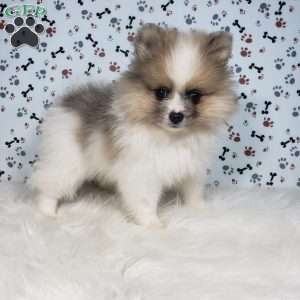 Lincoln, Pomeranian Puppy