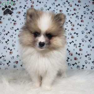 Lincoln, Pomeranian Puppy