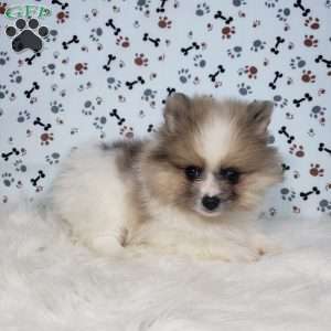 Lincoln, Pomeranian Puppy