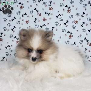 Lincoln, Pomeranian Puppy