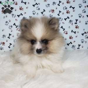 Lincoln, Pomeranian Puppy