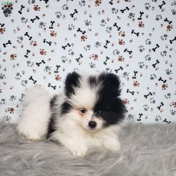 Lola, Pomeranian Puppy