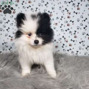 Lola, Pomeranian Puppy