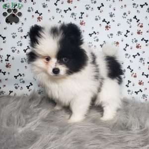 Lola, Pomeranian Puppy