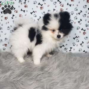 Lola, Pomeranian Puppy