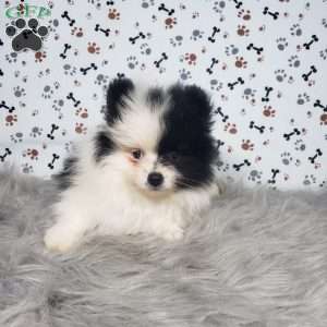 Lola, Pomeranian Puppy