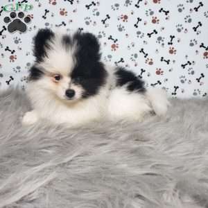 Lola, Pomeranian Puppy