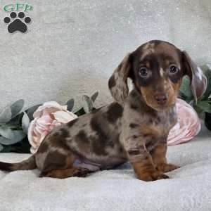 Paxton, Dachshund Puppy