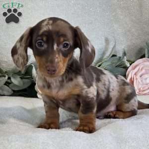 Paxton, Dachshund Puppy
