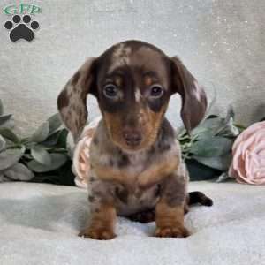 Paxton, Dachshund Puppy