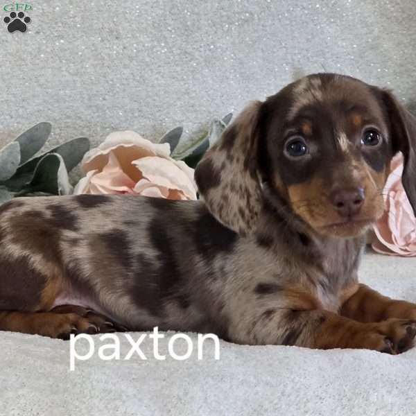Paxton, Dachshund Puppy