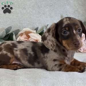 Paxton, Dachshund Puppy