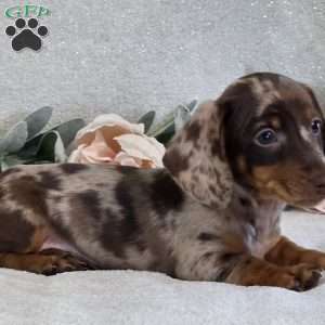 Paxton, Dachshund Puppy