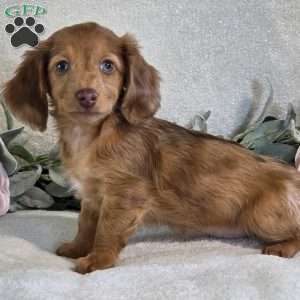 Penelope, Dachshund Puppy