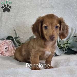 Penelope, Dachshund Puppy
