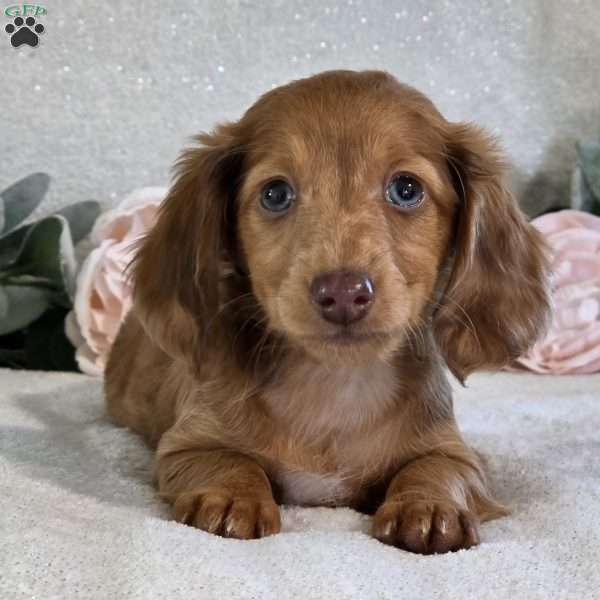 Penelope, Dachshund Puppy