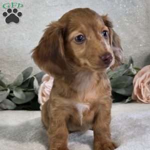 Penelope, Dachshund Puppy