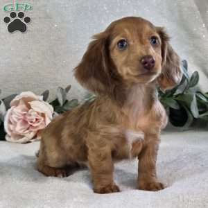 Penelope, Dachshund Puppy