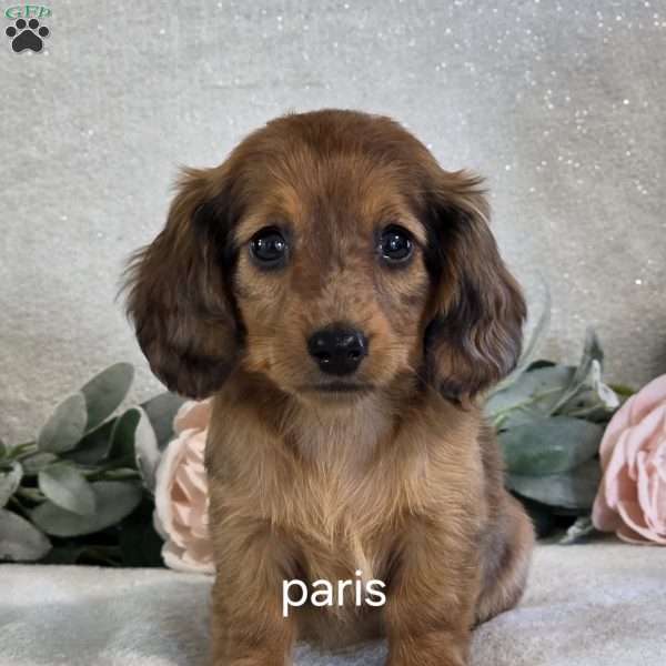 Paris, Dachshund Puppy