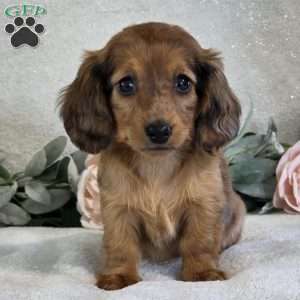 Paris, Dachshund Puppy