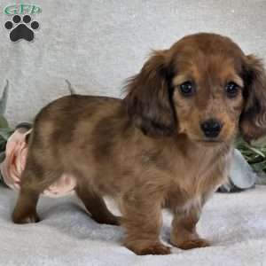 Paris, Dachshund Puppy