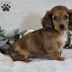 Paris, Dachshund Puppy