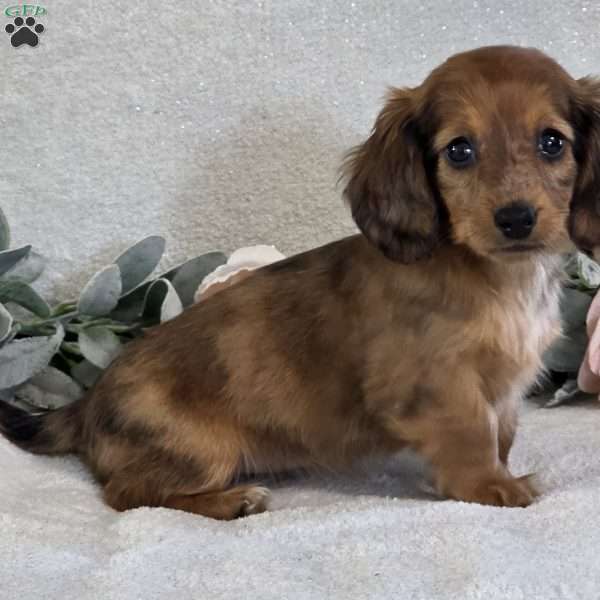 Paris, Dachshund Puppy