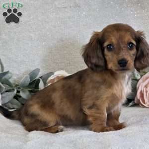 Paris, Dachshund Puppy