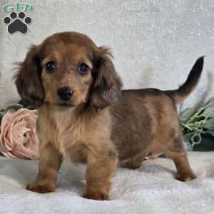 Paris, Dachshund Puppy