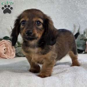 Paige, Dachshund Puppy