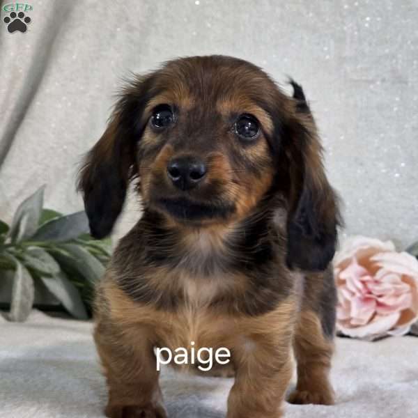 Paige, Dachshund Puppy