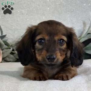 Paige, Dachshund Puppy