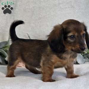 Paige, Dachshund Puppy
