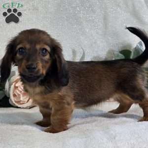 Paige, Dachshund Puppy