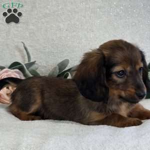 Paige, Dachshund Puppy