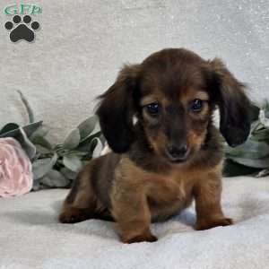 Paige, Dachshund Puppy