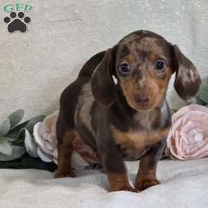 Poppy, Dachshund Puppy